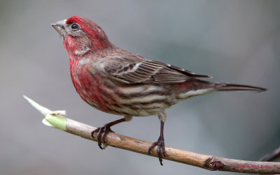 Red Throated Finch