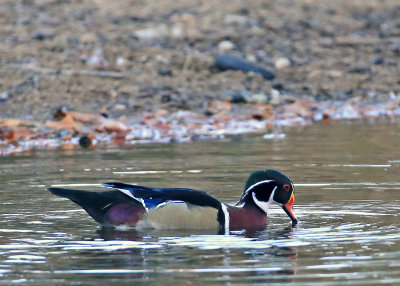 Wood Duck drinking wter