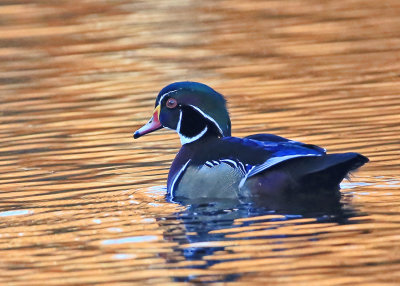 Wood Duck being timid