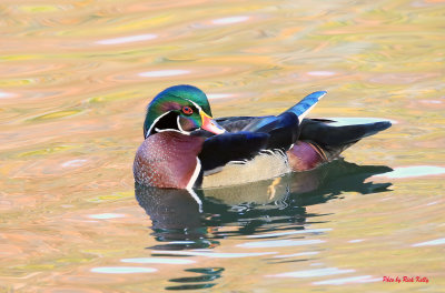 Wood Duck Grooming his feathers