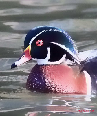 Close-up of Wood Duck Head