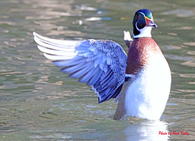 Streaching out his wings