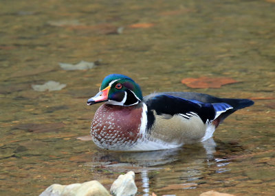 Is he sticking out his tongue?