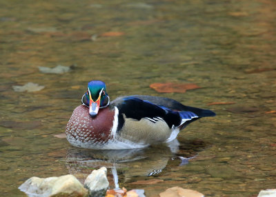 Wood Duck