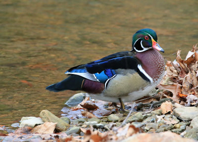 Looking for a leaf