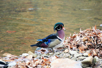 Wood Duck