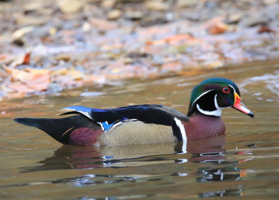 Wood Duck Profile