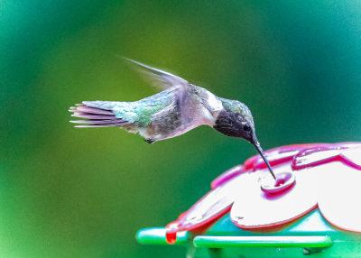 Emerald Hummingbird