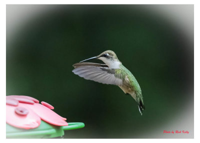 Hummingbird showing of wings