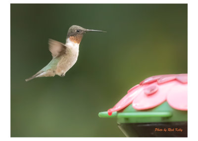 Ring Neck Hummingbird