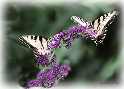 Two Swallowtails.jpg