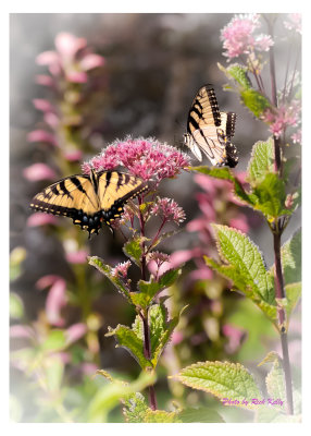 Colorful image of Swallowtails