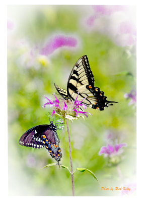 Two species of Butterflies