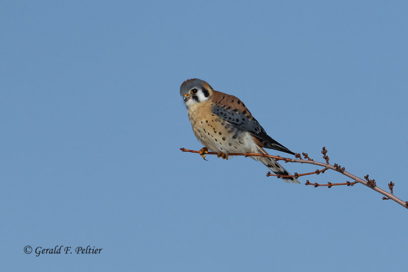 American Kestrel (m)