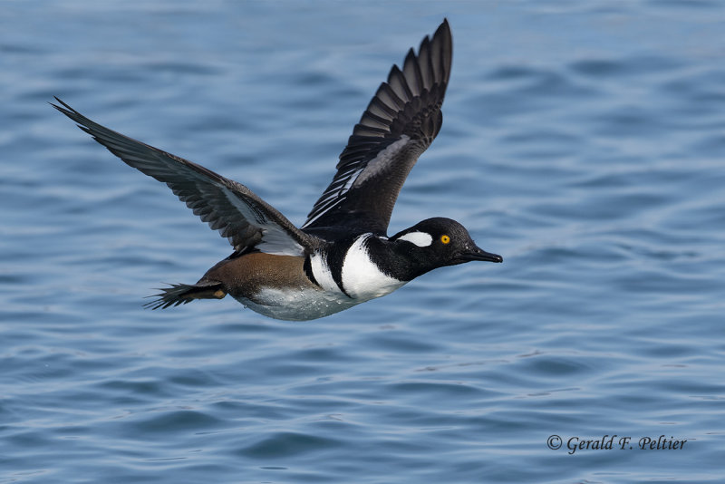 Hooded Merganser (m)