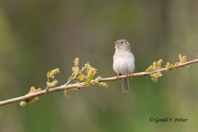 Field Sparrow