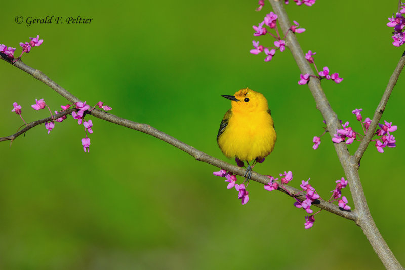 Prothonotary Warbler