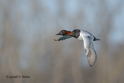 Canvasback