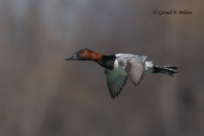 Canvasback