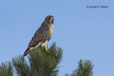 Red - tailed Hawk