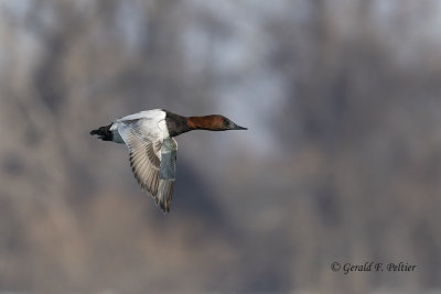 Canvasback