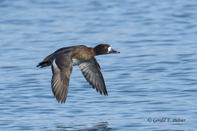 Scaup (f)