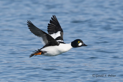 Common Goldeneye (m)