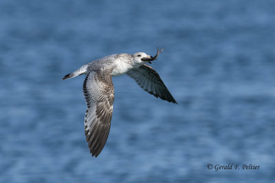 Ring - billed Gull (immature)