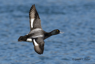 Scaup (m)