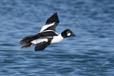 Common Goldeneye (m)