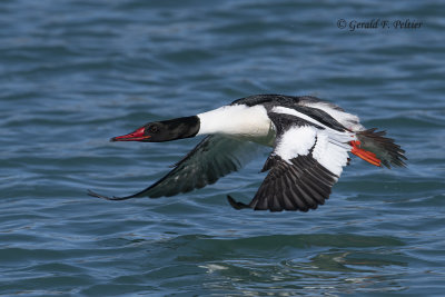 Common Merganser (m)