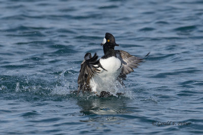 Hooded Merganser (m)