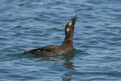 White - winged Scoter  (young male)