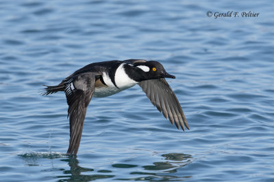 Hooded Merganser (m)