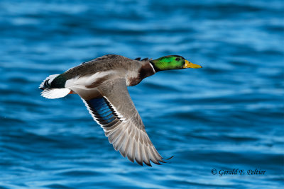 Mallard