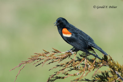 Red - winged Blackbird
