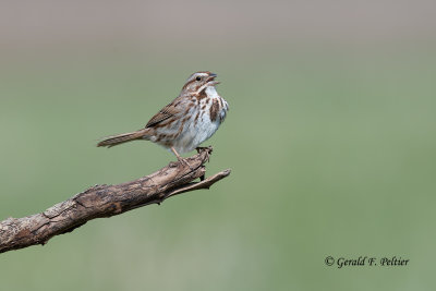 Song Sparrow