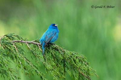 Indigo Bunting