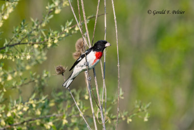 Rose - breasted Grosbeak