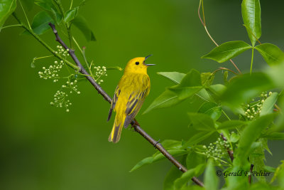 Yellow Warbler