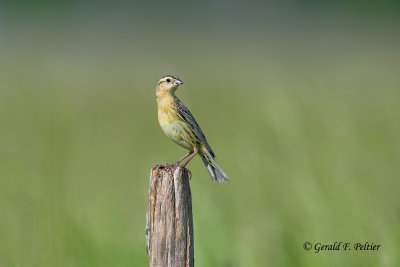 Bobolink (female)