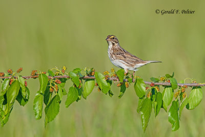 Savannah Sparrow