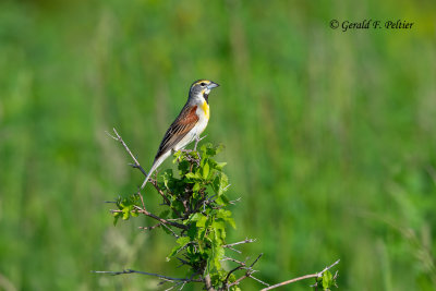 Dickcissel