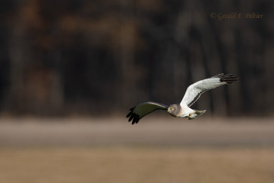 Northern Harrier (m)  Gray Ghost 