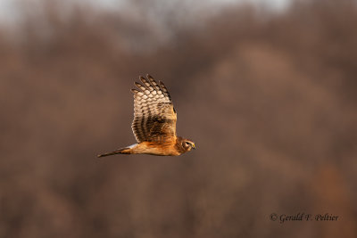 Northern Harrier (f)