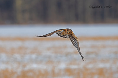 Northern Harrier (f)