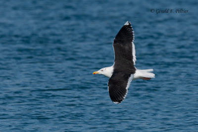Great Black - backed Gull
