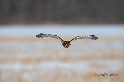  Northern Harrier