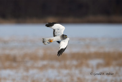  Northern Harrier (m)