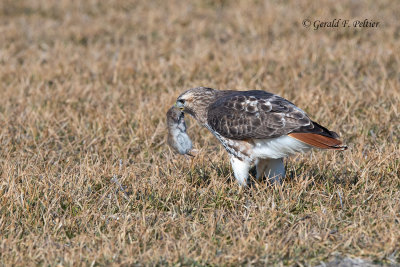  Red - tailed Hawk 